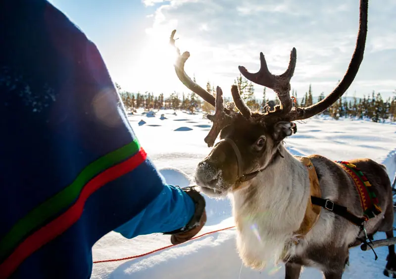 Treuer Begleiter der Sami, das Rentier. Foto: Lola Akinmade Åkerström/ imagebank.sweden.se