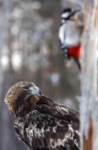 Fotosafari in der Wildnis von Västerbotten
