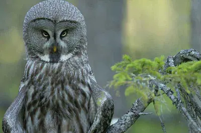 Bergslagen: Ein Paradies für Vogelfreunde und Fotofans