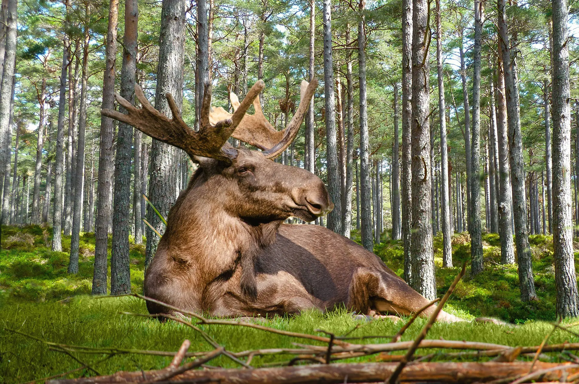 Elch im Wald in Schweden