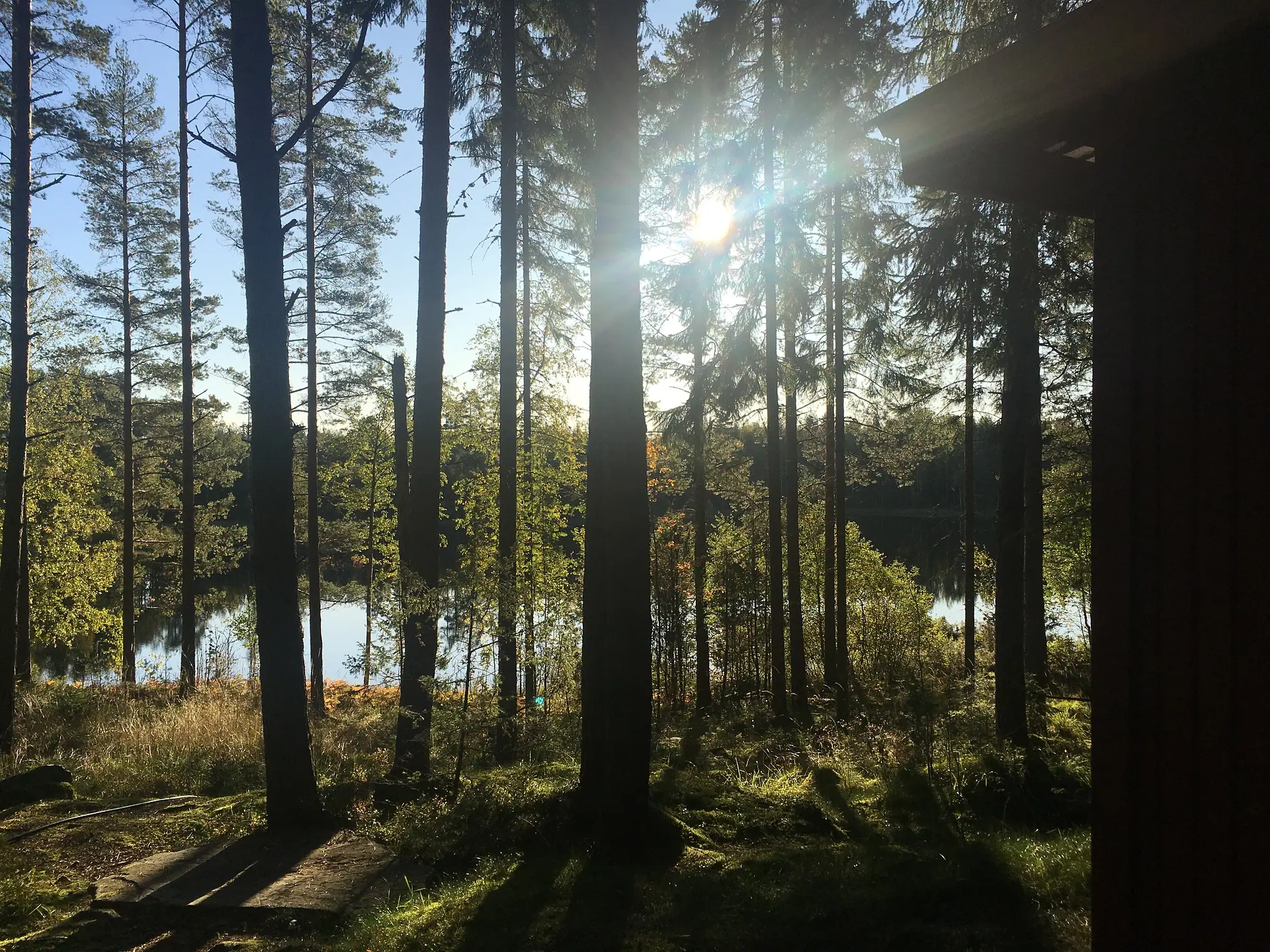 Blick durch den Wald in Värmland vor einem See