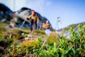 Das Jedermannsrecht verbietet, geschützte Pflanzen zu pflücken. Das Jedermannsrecht verbietet, geschützte Pflanzen zu pflücken.