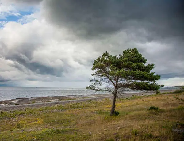 Öland 2 Ein einsamer Baum vor einem wolkenbehangenem Himmel in Öland.