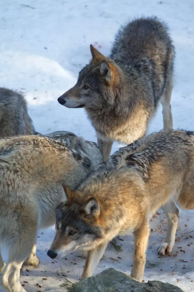 Schweden stoppt die Wolfsjagd 2 Wölfe